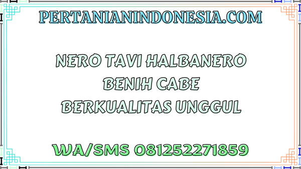 Nero Tavi Halbanero Benih Cabe Berkualitas Unggul